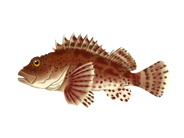 California Scorpionfish