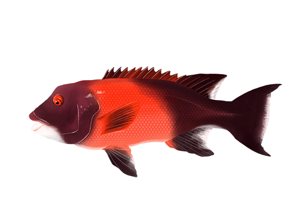 California Sheephead