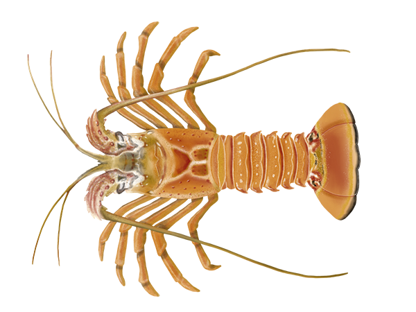 California Spiny Lobster