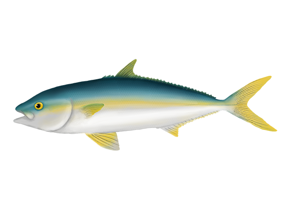 California Yellowtail