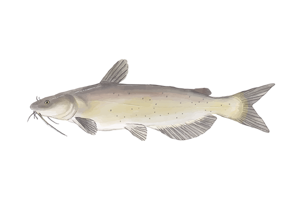 Channel Catfish