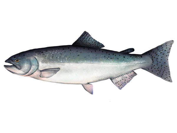 Chinook Salmon