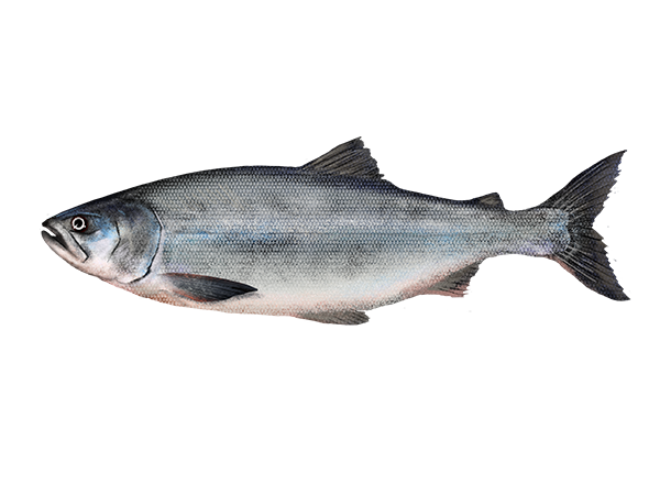 Chum Salmon