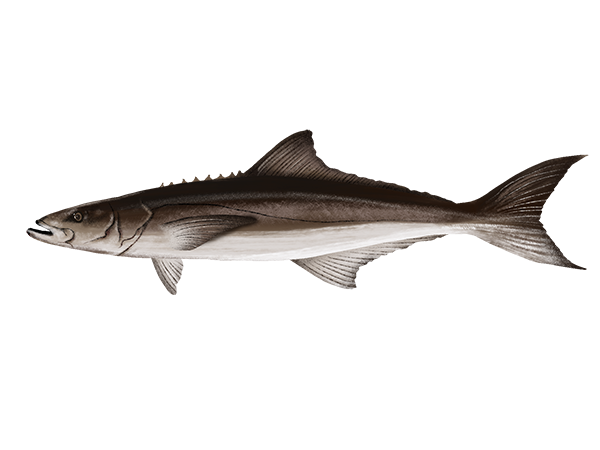 Cobia