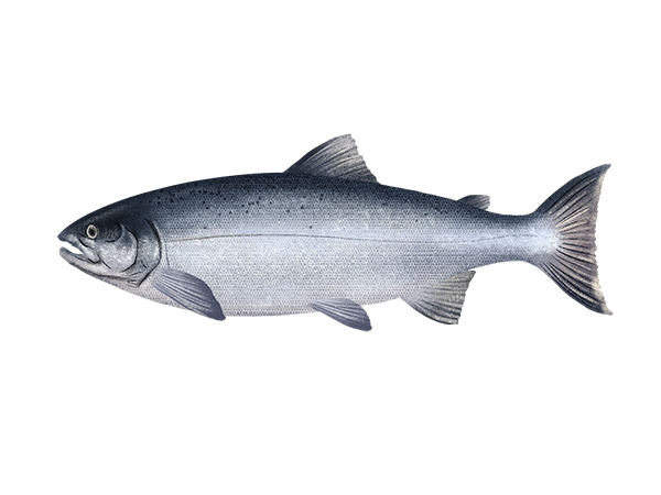 Coho Salmon
