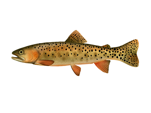 ​​​Colorado River Cutthroat Trout