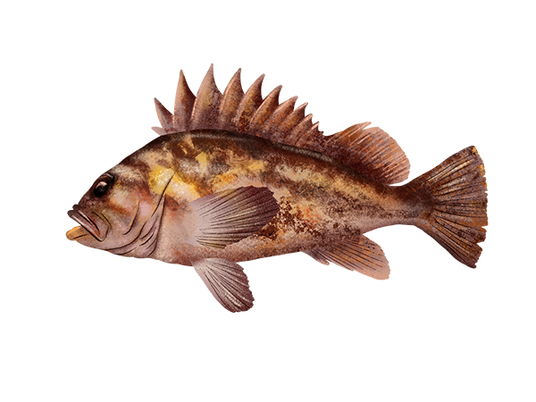 Copper Rockfish