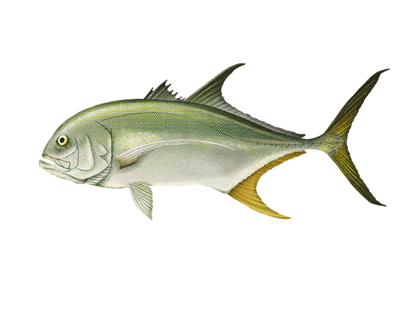 Pacific Crevalle Jack