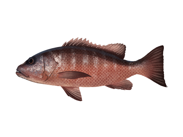Cubera Snapper
