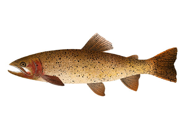 Cutthroat Trout
