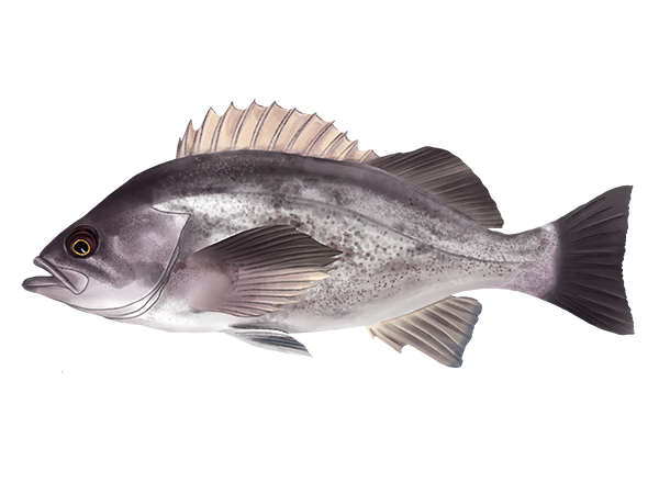 Deacon Rockfish