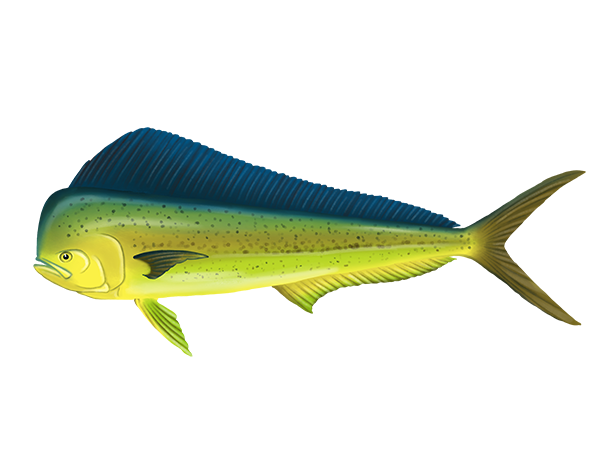 Dolphinfish