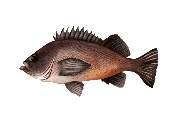 Dusky Rockfish