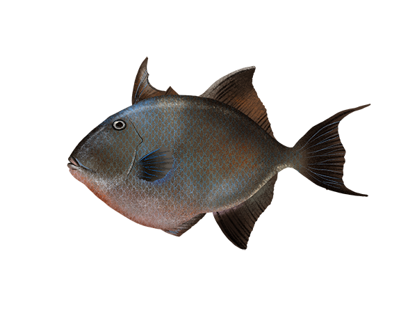 Finescale Triggerfish