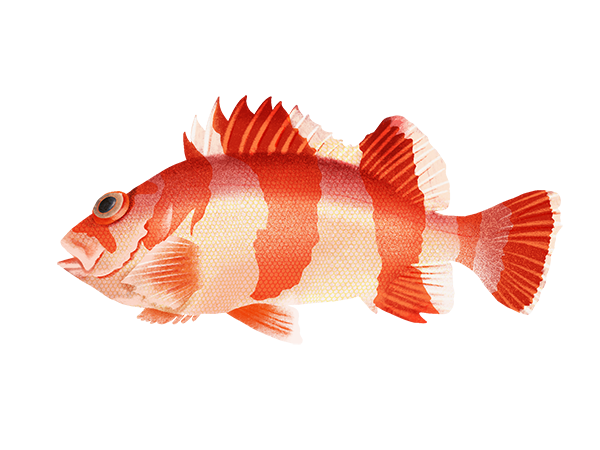 Flag Rockfish