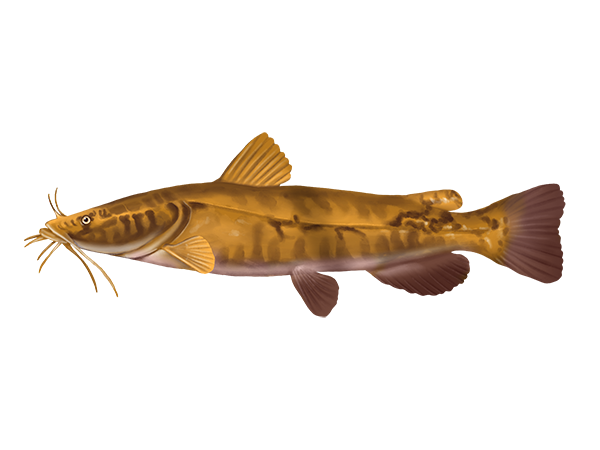 Flathead Catfish