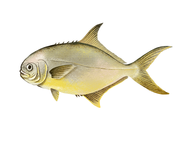 Florida Pompano