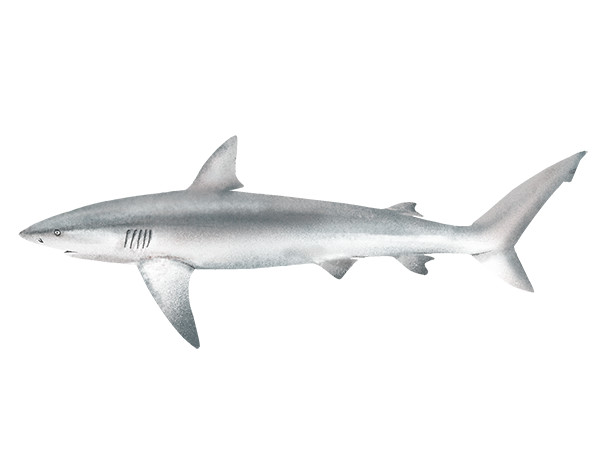 Galapagos Shark