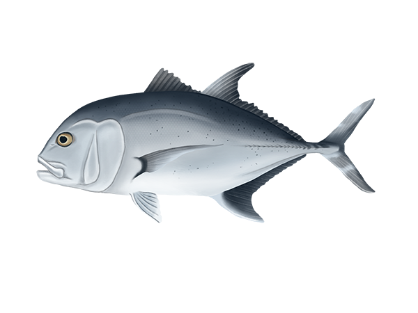 Giant Trevally