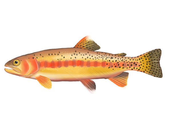 Golden Trout