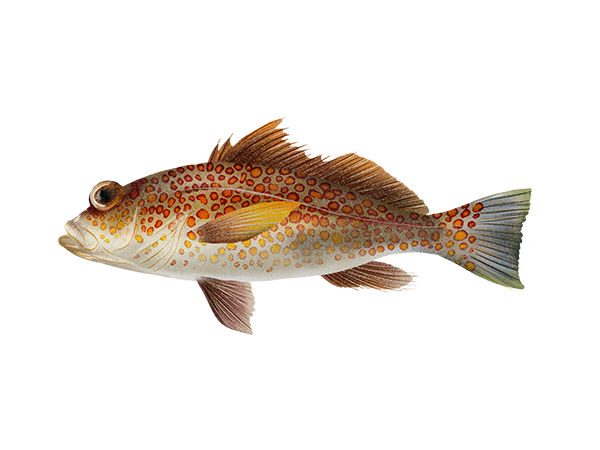 Goldspotted Sand Bass