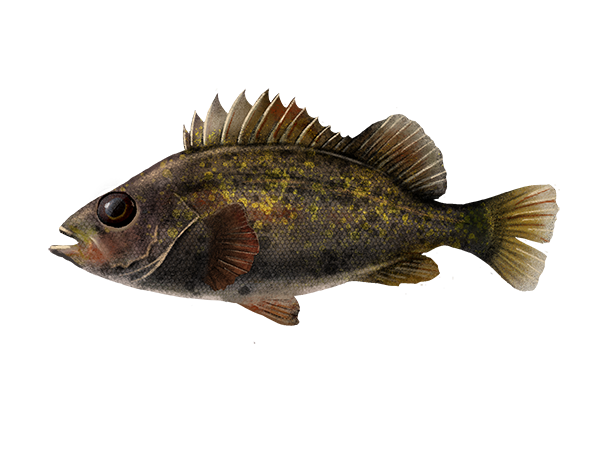 Grass Rockfish