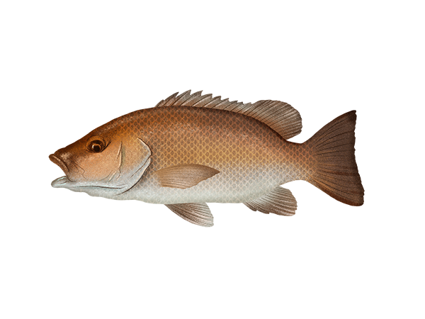 Gray Snapper