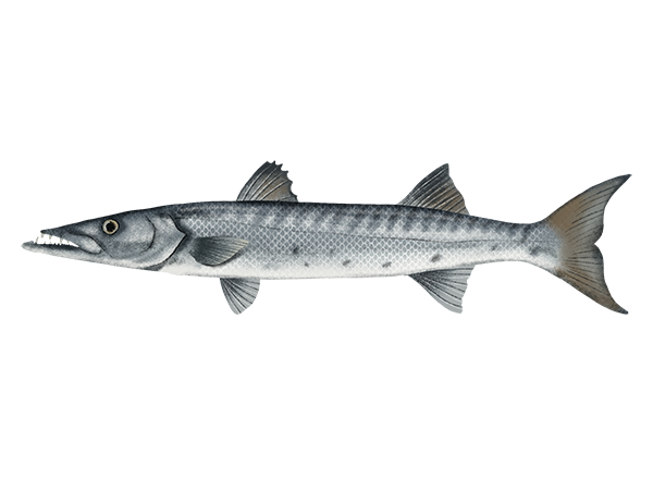 Great Barracuda