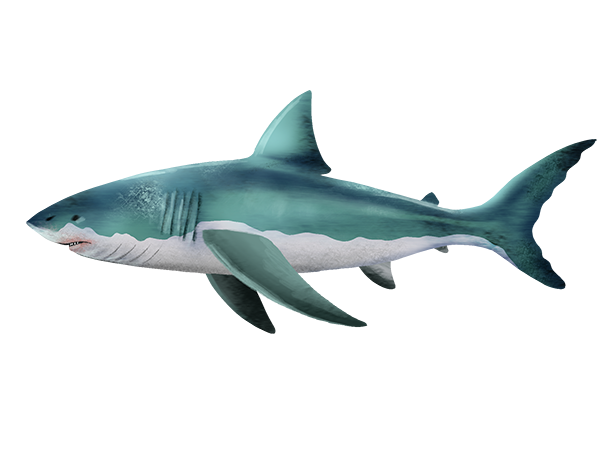 Great White Shark