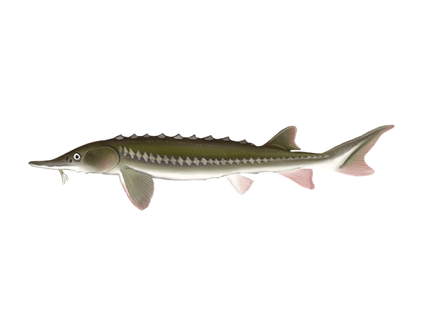 Green Sturgeon