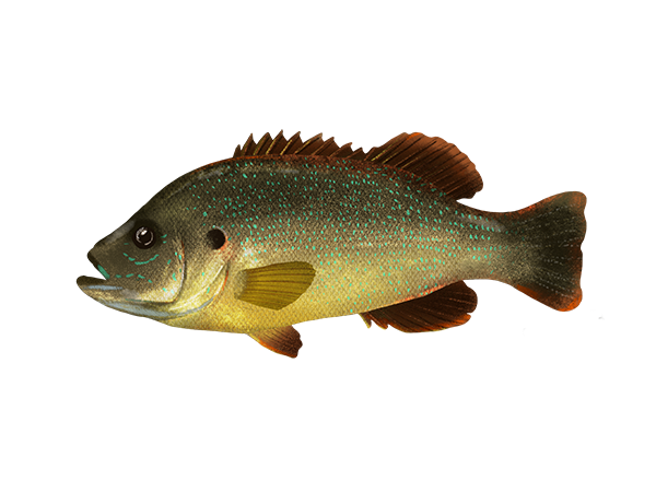 Green Sunfish