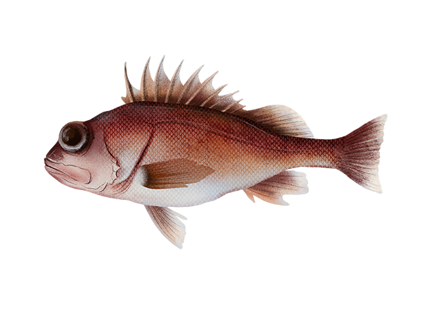 Greenblotched Rockfish