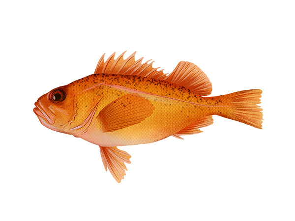 Greenspotted Rockfish