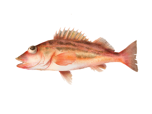 Greenstriped Rockfish