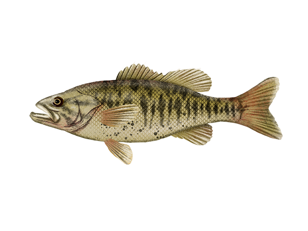 Guadalupe Bass