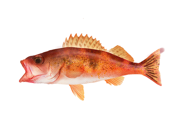 Halfbanded Rockfish