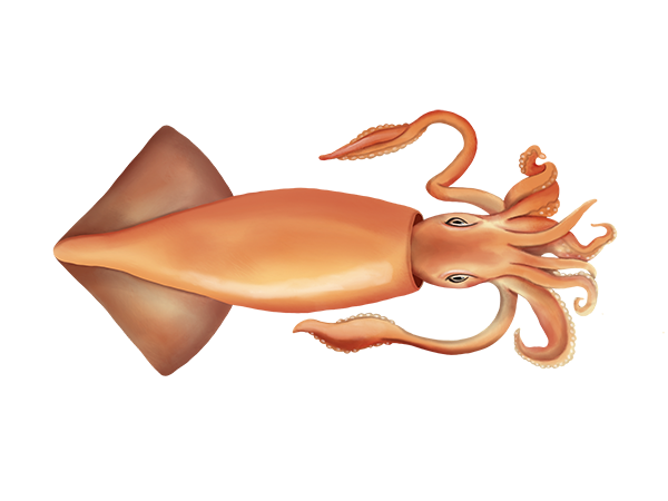 Humboldt Squid