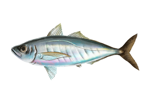 Jack Mackerel