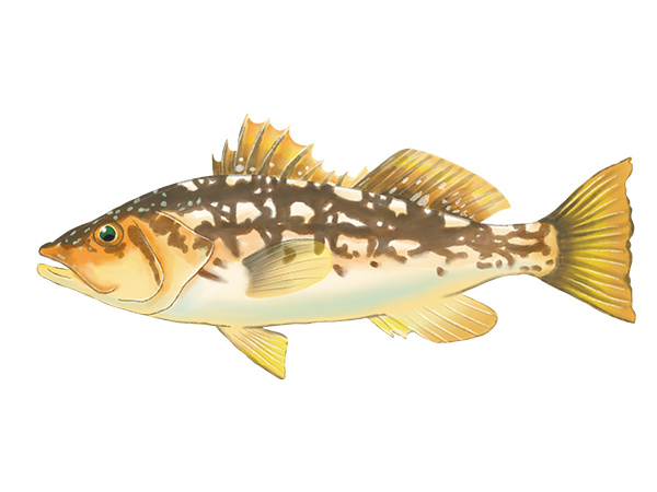 Kelp Bass