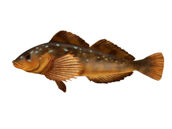 Kelp Greenling