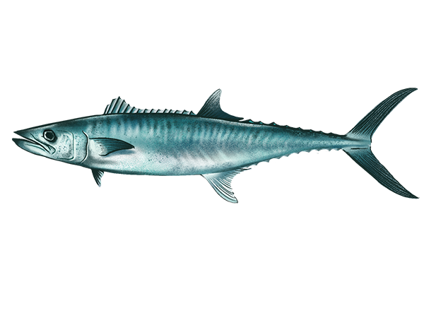 King Mackerel