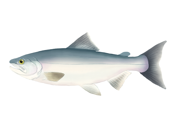 Kokanee Salmon