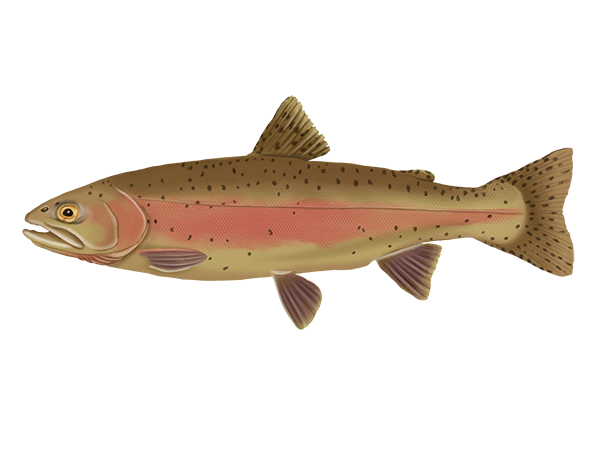 Lahontan Cutthroat