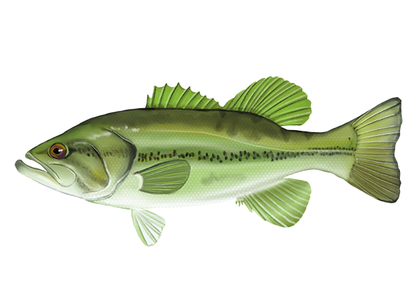 Largemouth Bass