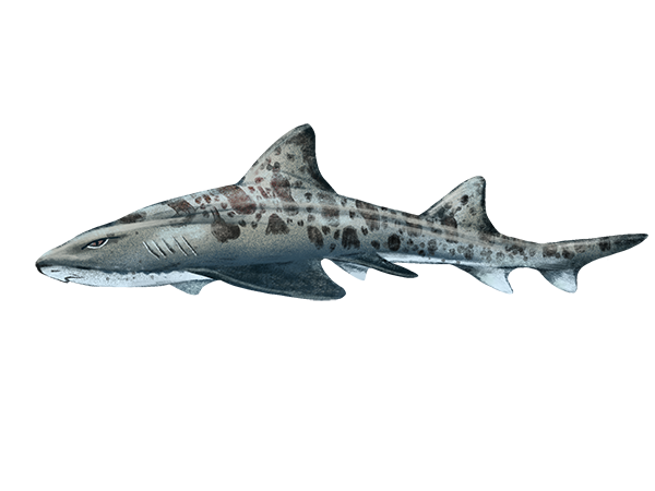 Leopard Shark