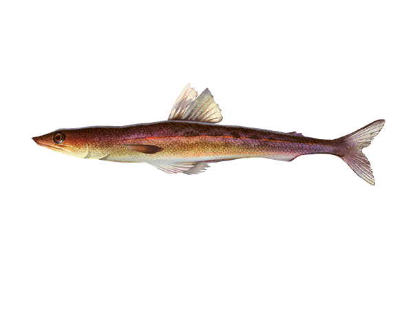 California Lizardfish