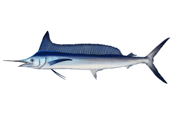 Longbill Spearfish
