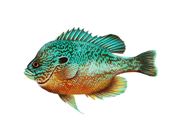 Longear Sunfish