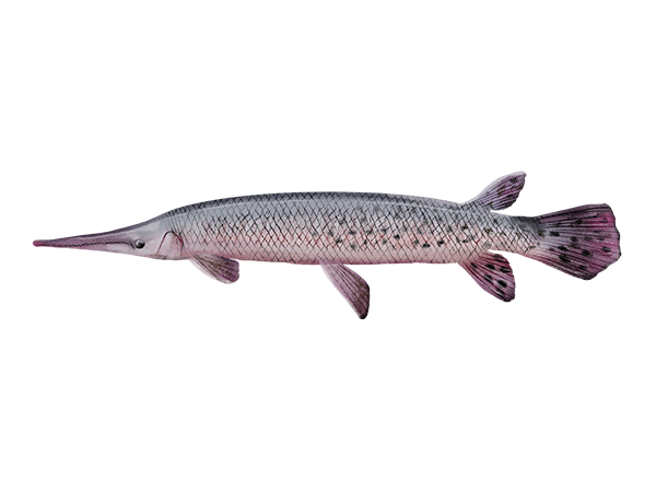 Longnose Gar
