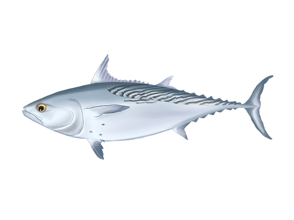 Mackerel Tuna